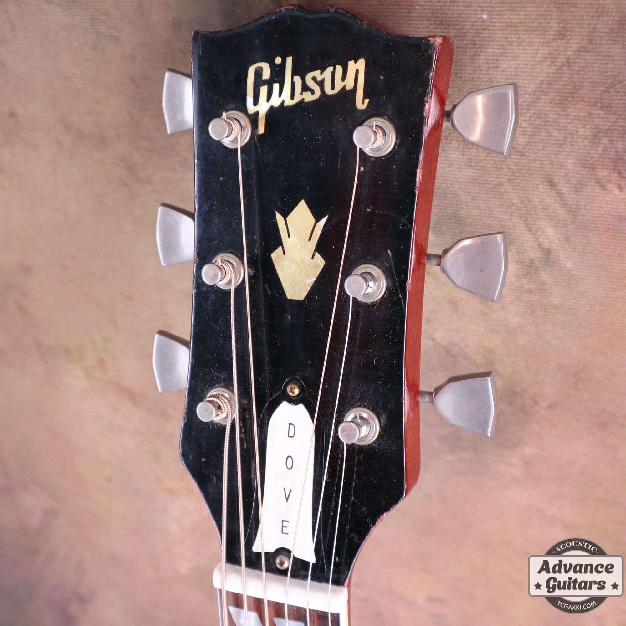 1965 Dove Natural - TC楽器 - TCGAKKI