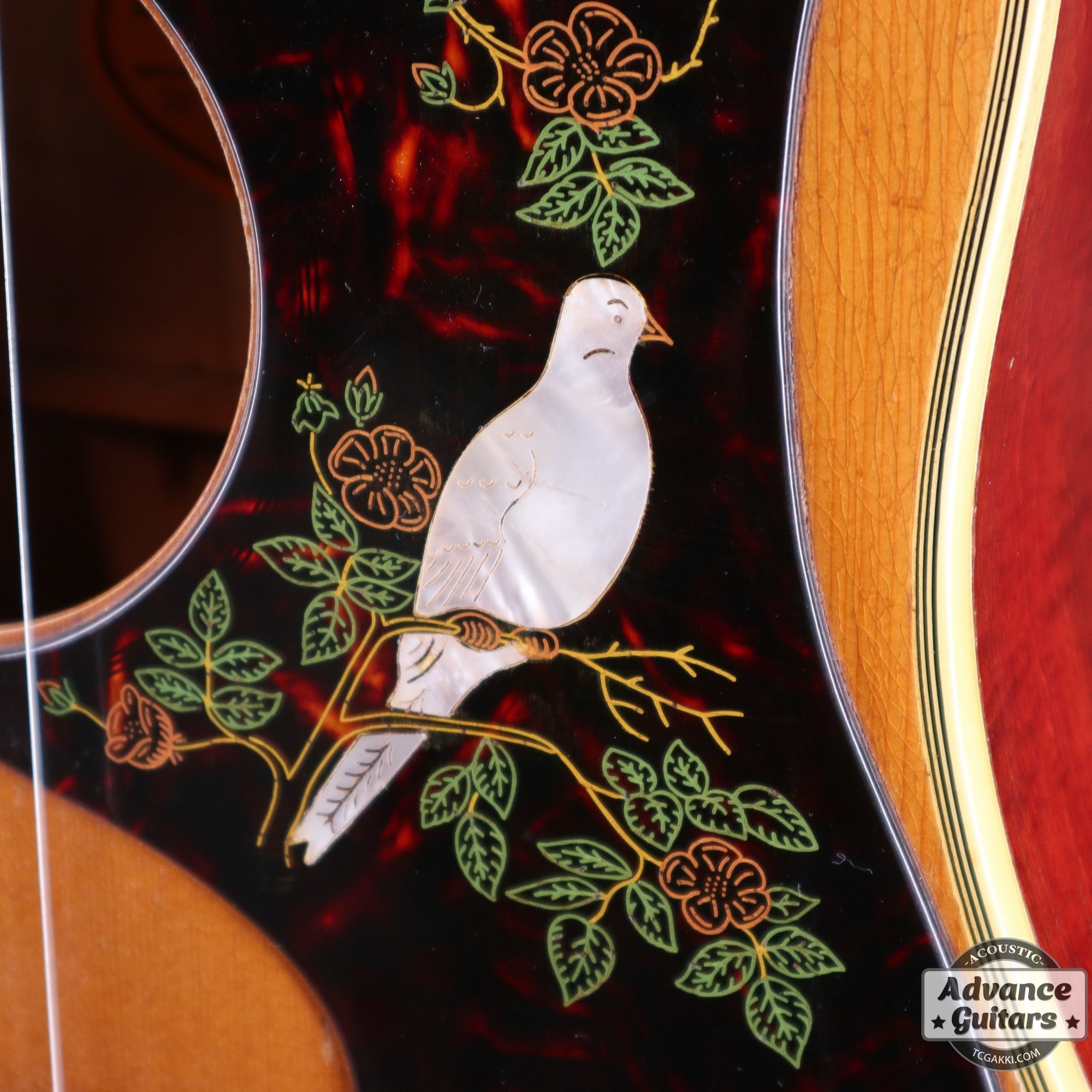 1965 Dove Natural - TC楽器 - TCGAKKI