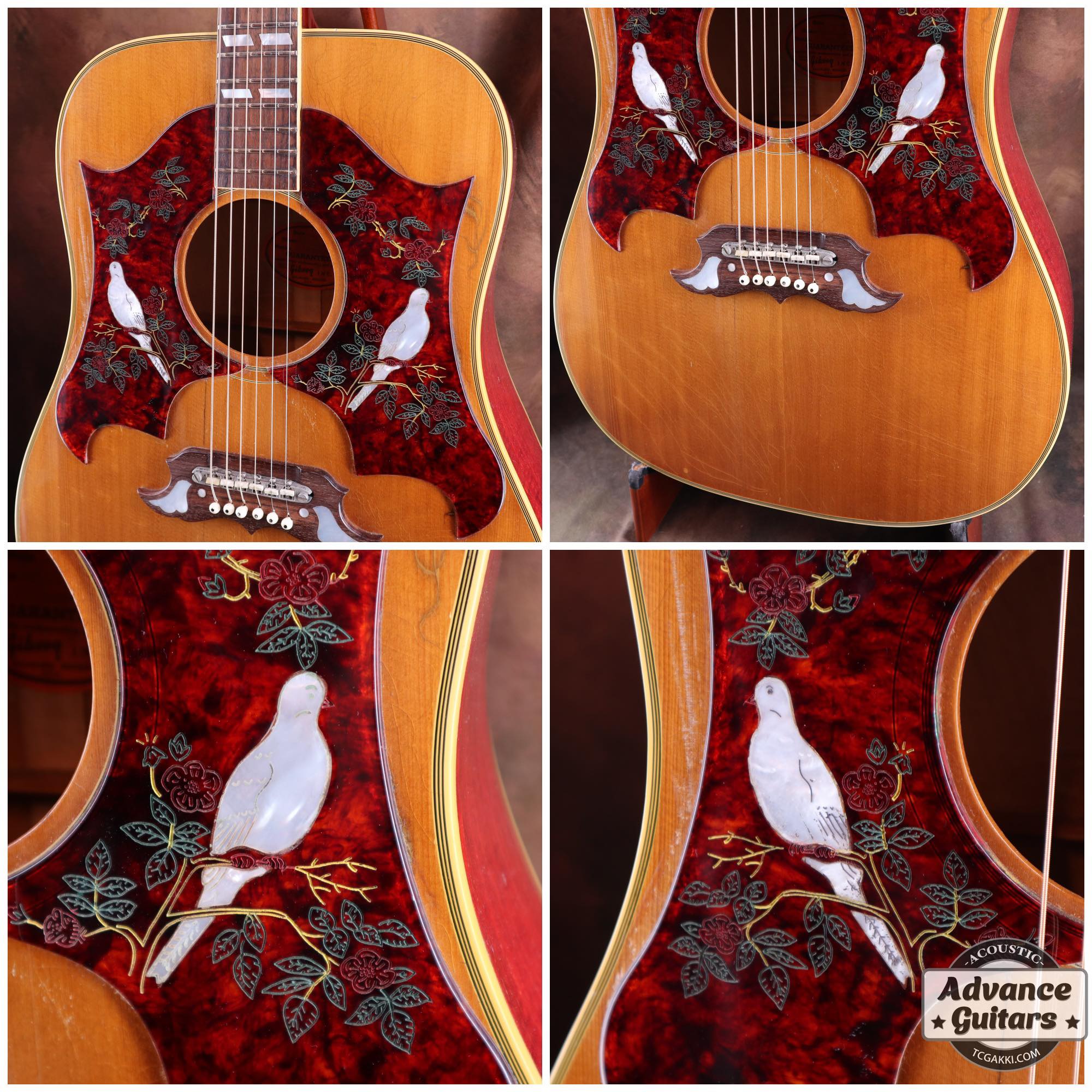 1968 Dove Double Pickguard - TC楽器 - TCGAKKI