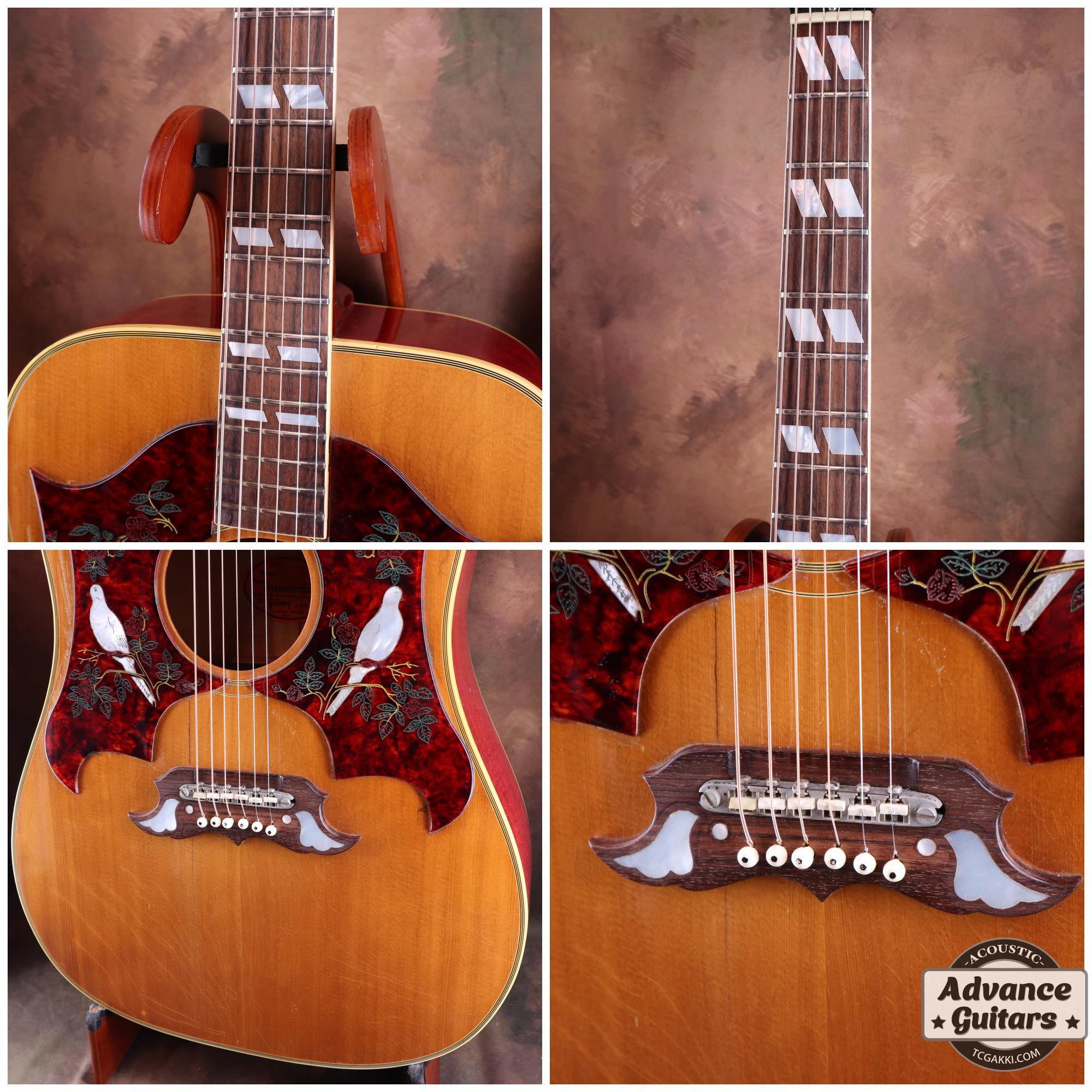 1968 Dove Double Pickguard - TC楽器 - TCGAKKI