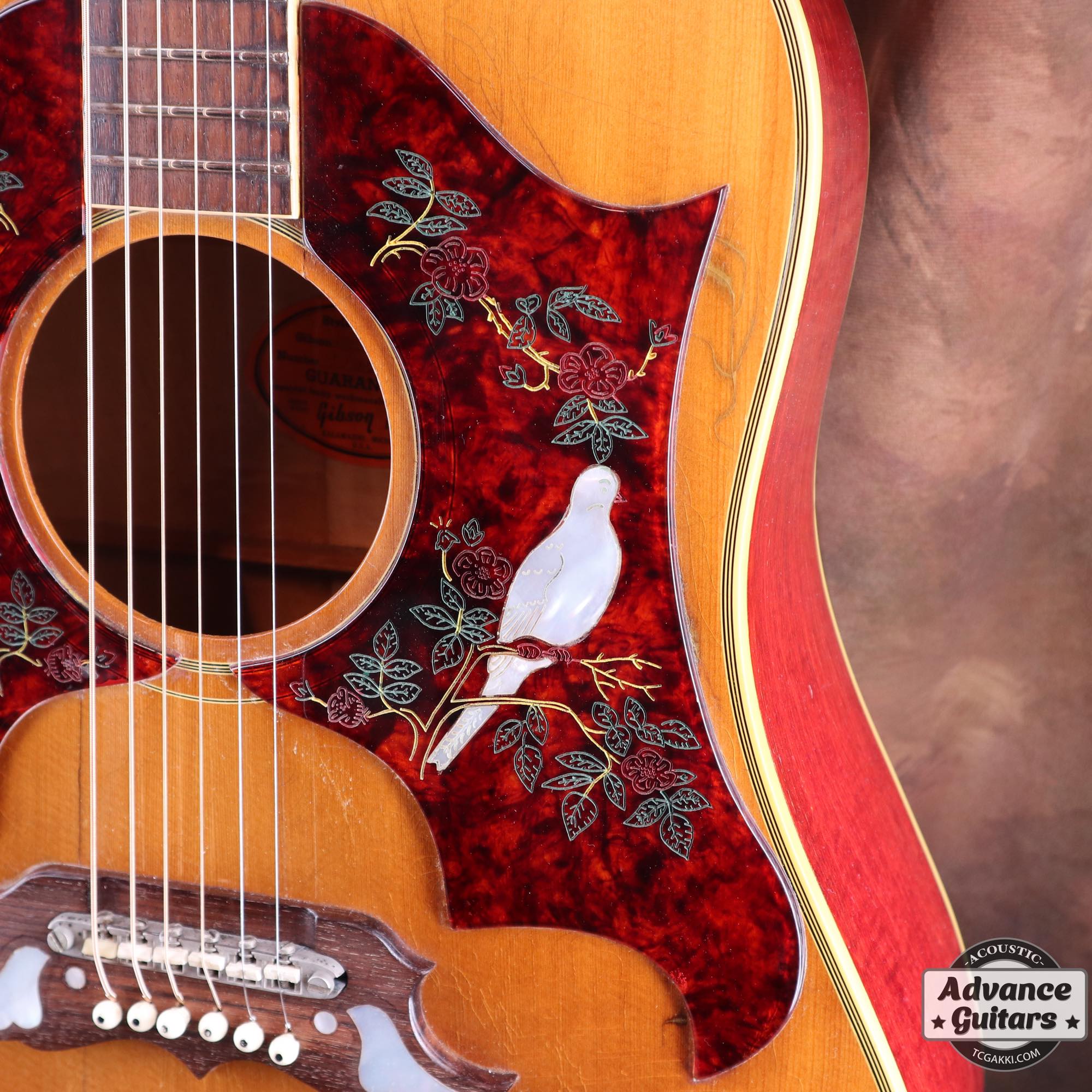 1968 Dove Double Pickguard - TC楽器 - TCGAKKI
