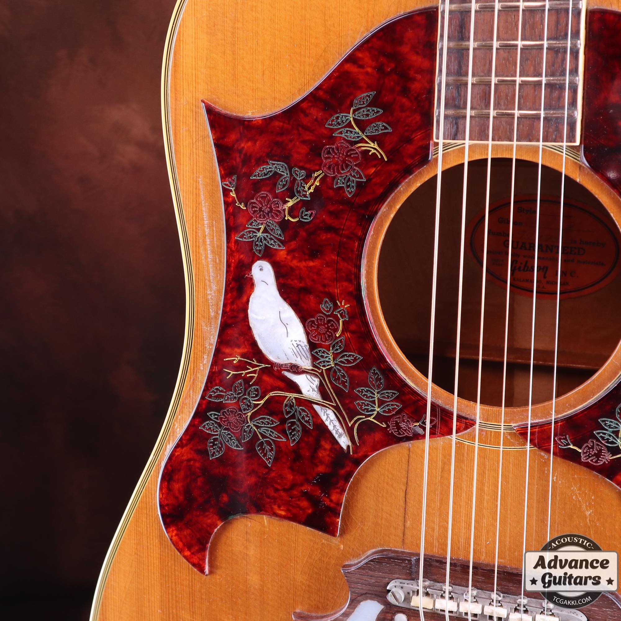 1968 Dove Double Pickguard - TC楽器 - TCGAKKI