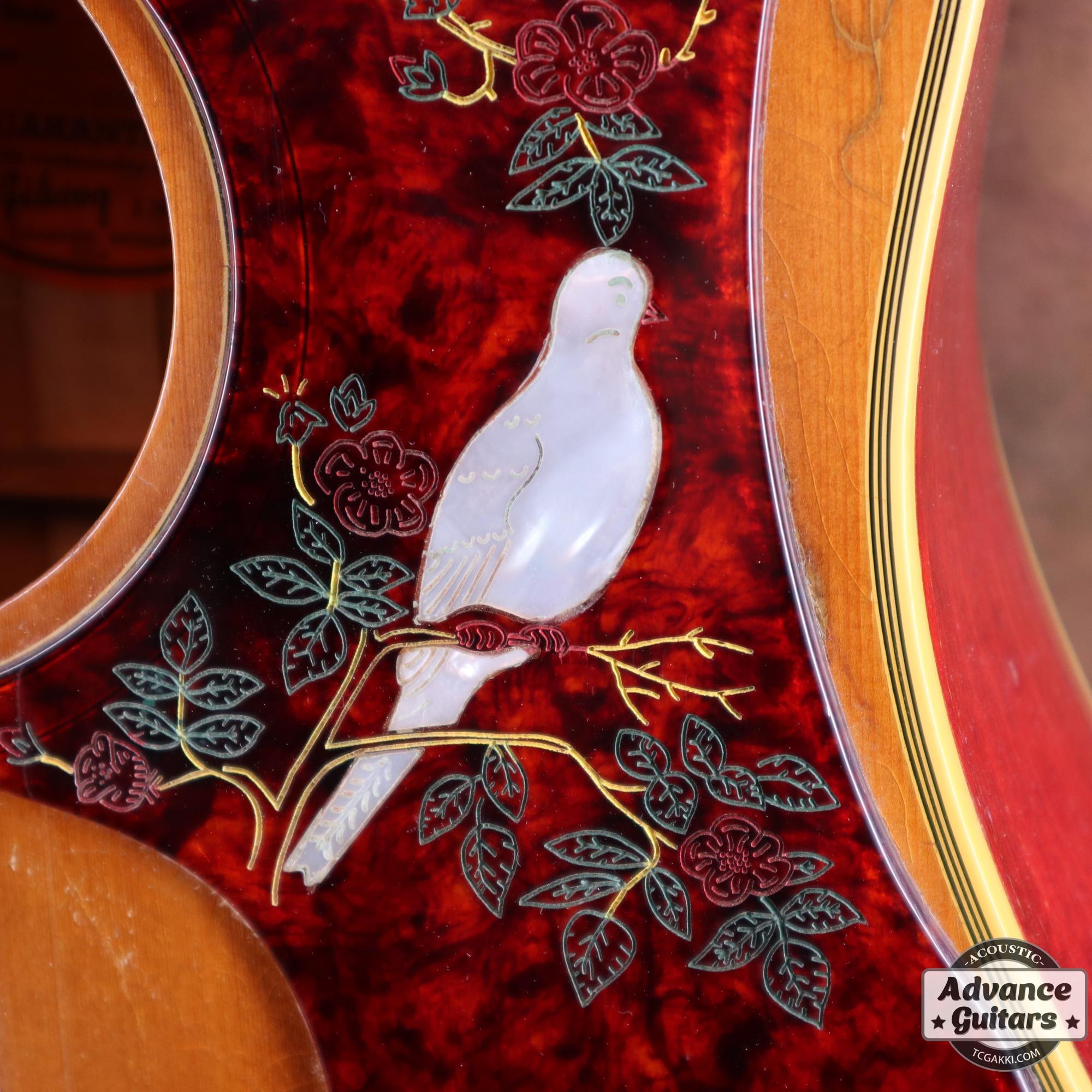 1968 Dove Double Pickguard - TC楽器 - TCGAKKI