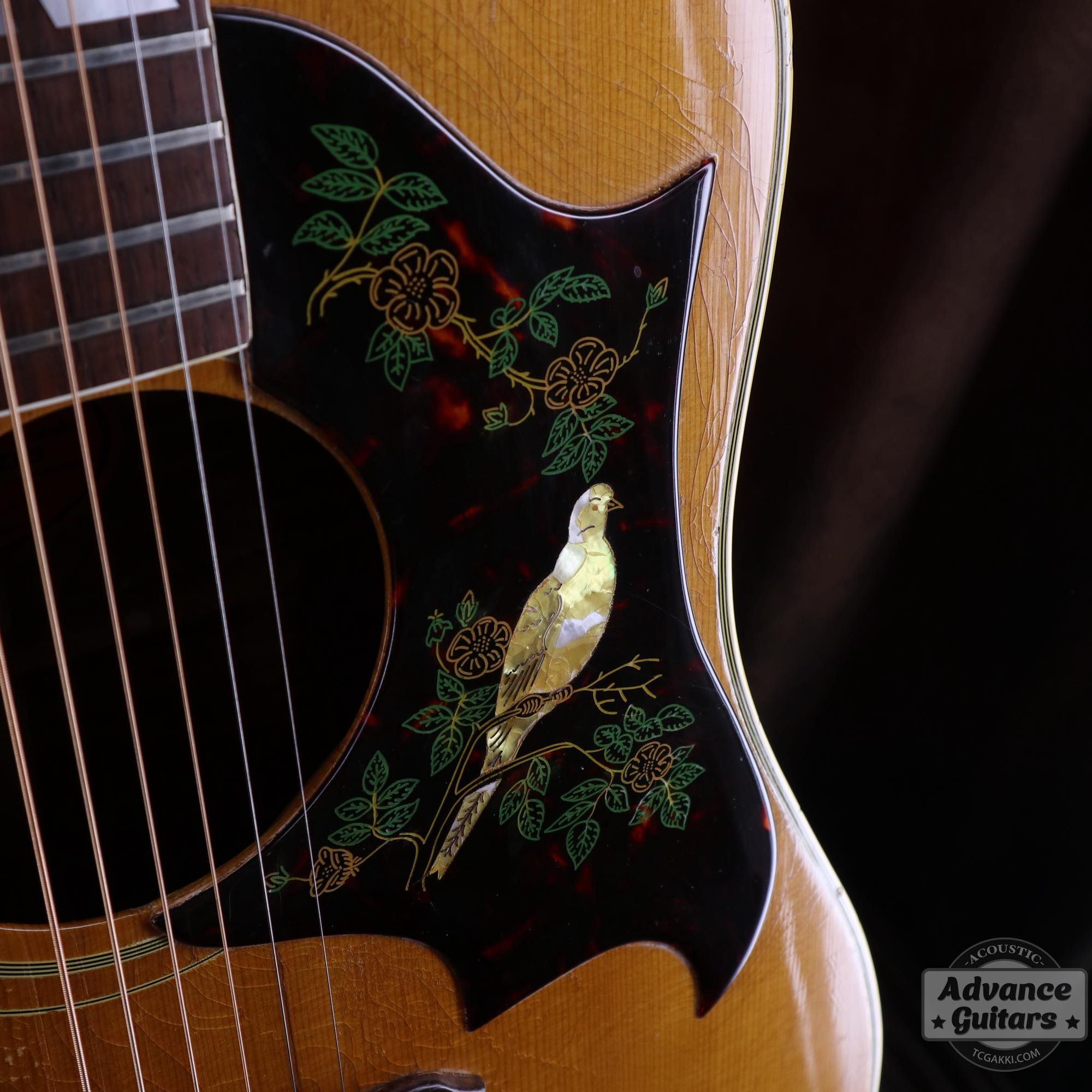 1964年製 Dove Natural - TC楽器 - TCGAKKI