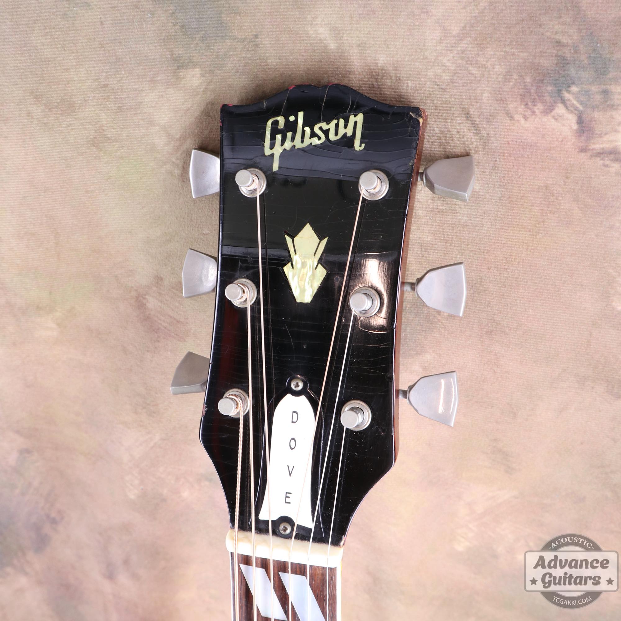 1964年製 Dove Natural - TC楽器 - TCGAKKI