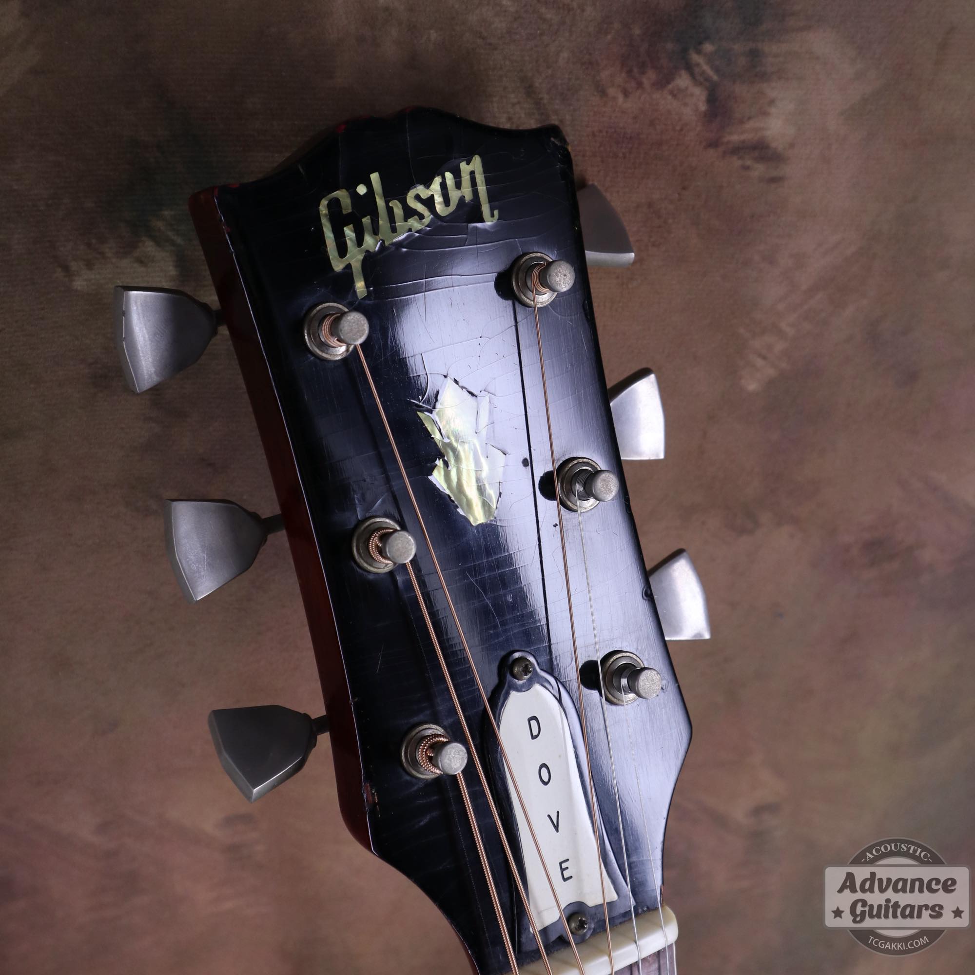 1964年製 Dove Natural - TC楽器 - TCGAKKI