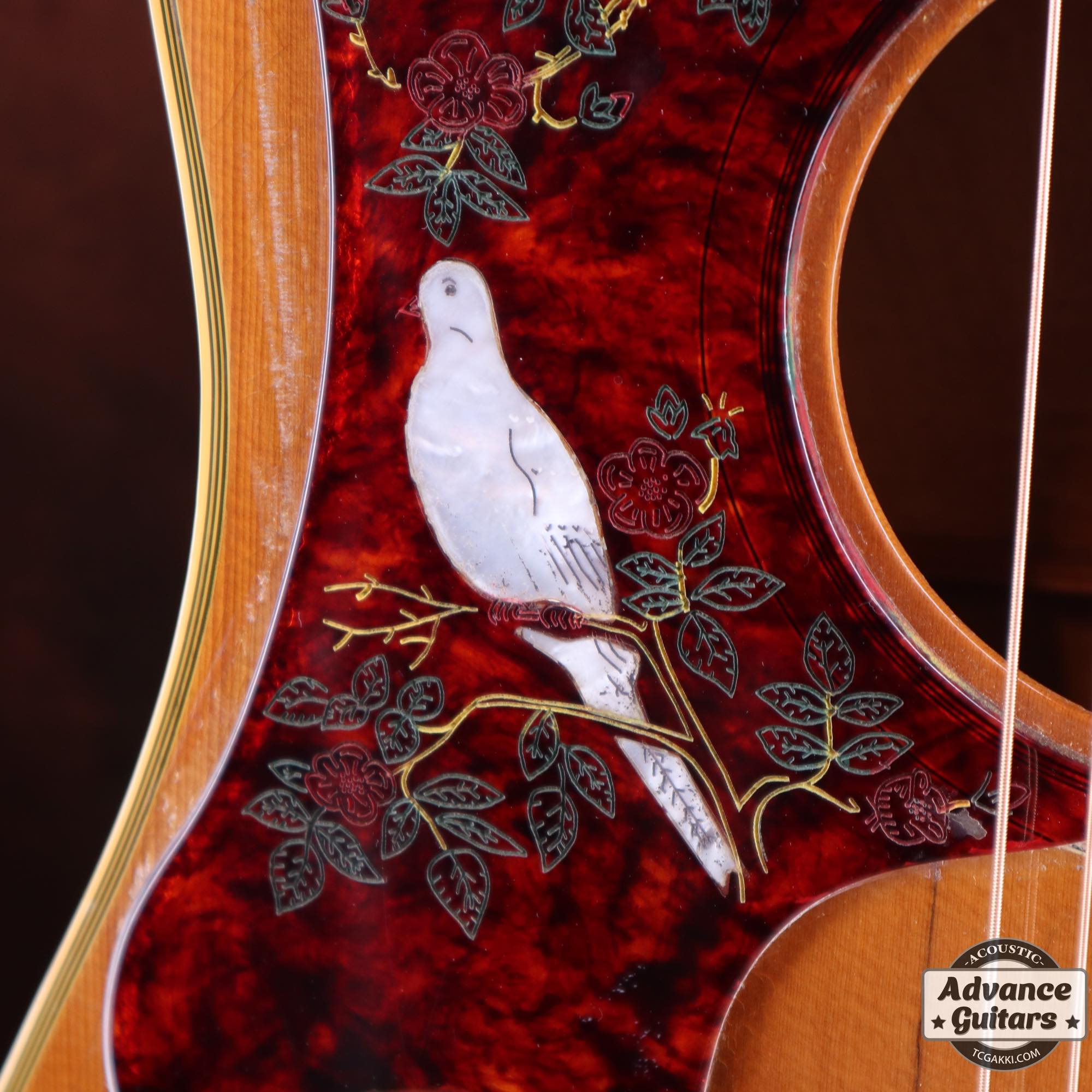 1968年製 Dove Double Pickguard - TC楽器 - TCGAKKI