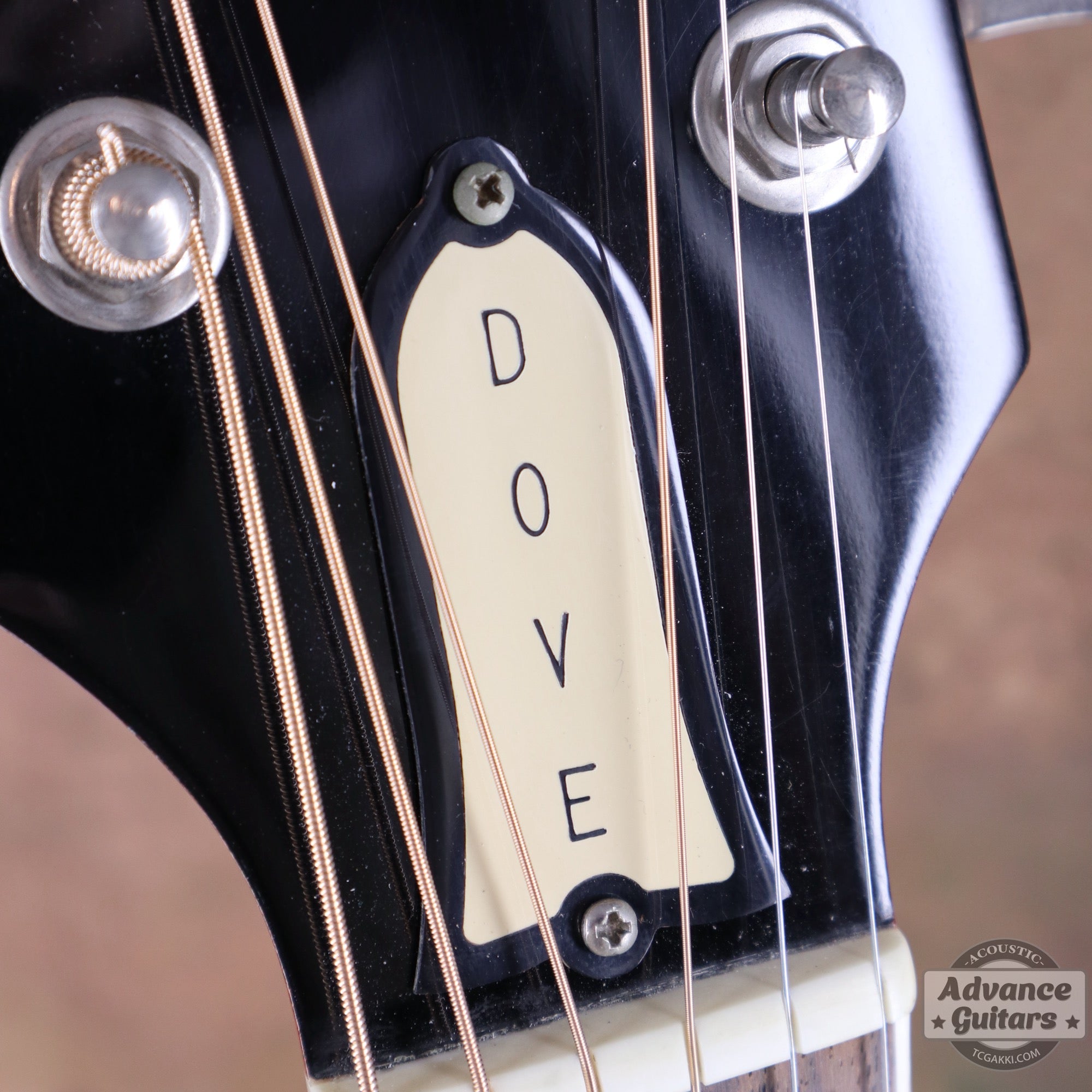 1998年製 60’s DOVE - TC楽器 - TCGAKKI