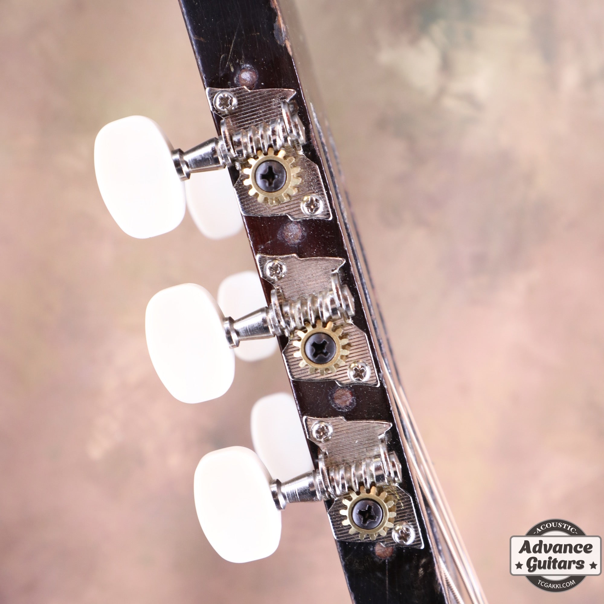 Dynamic Guitar No.80 - TC楽器 - TCGAKKI