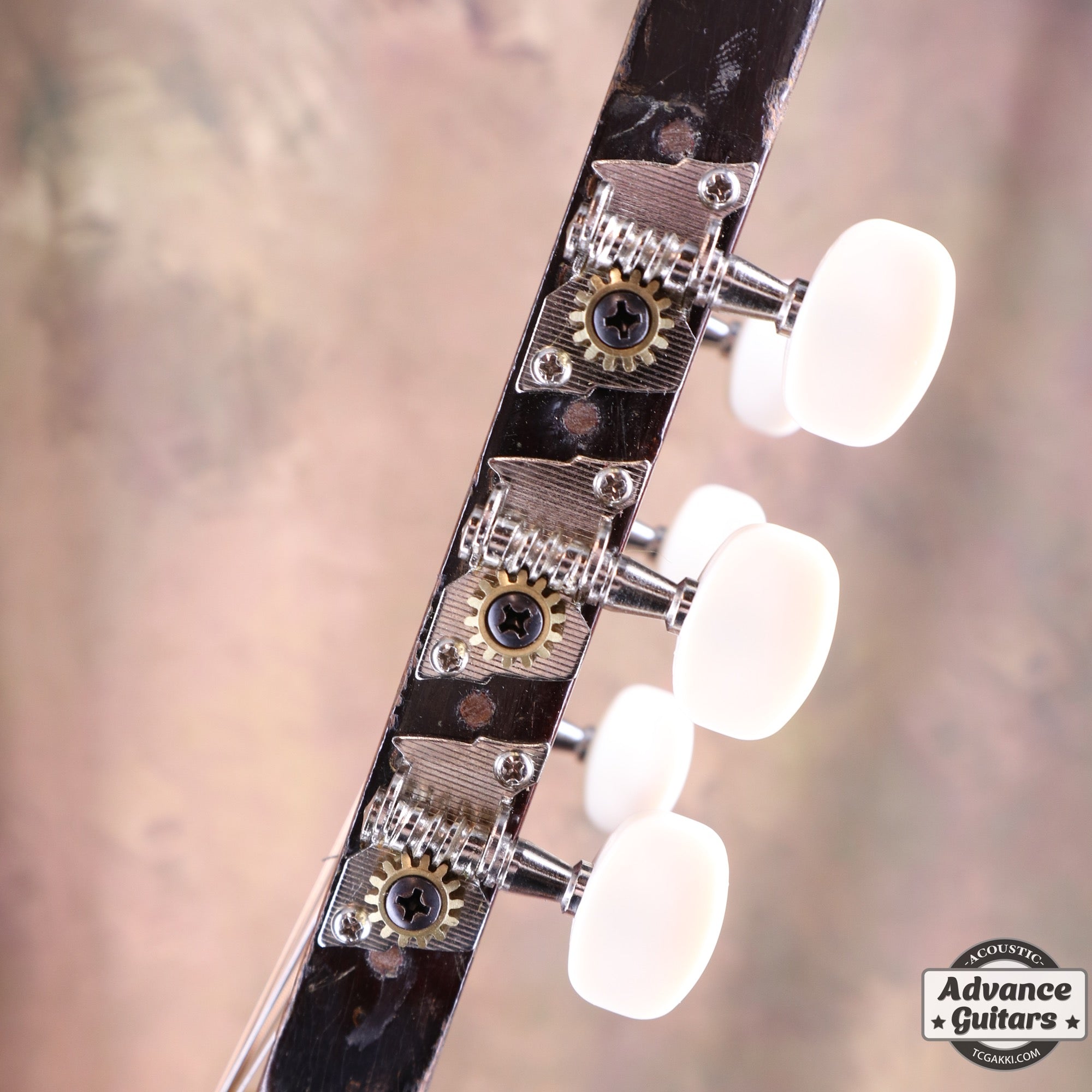 Dynamic Guitar No.80 - TC楽器 - TCGAKKI