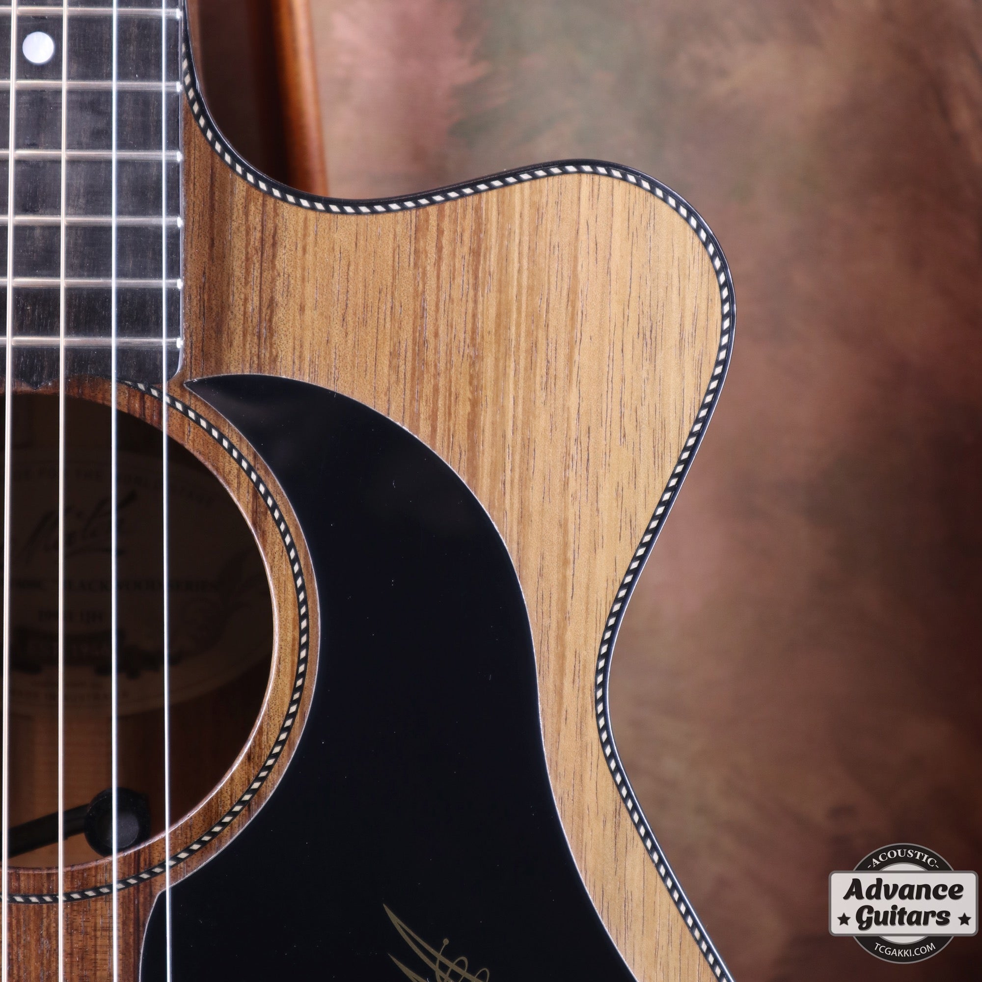 EBW808C Blackwood - TC楽器 - TCGAKKI