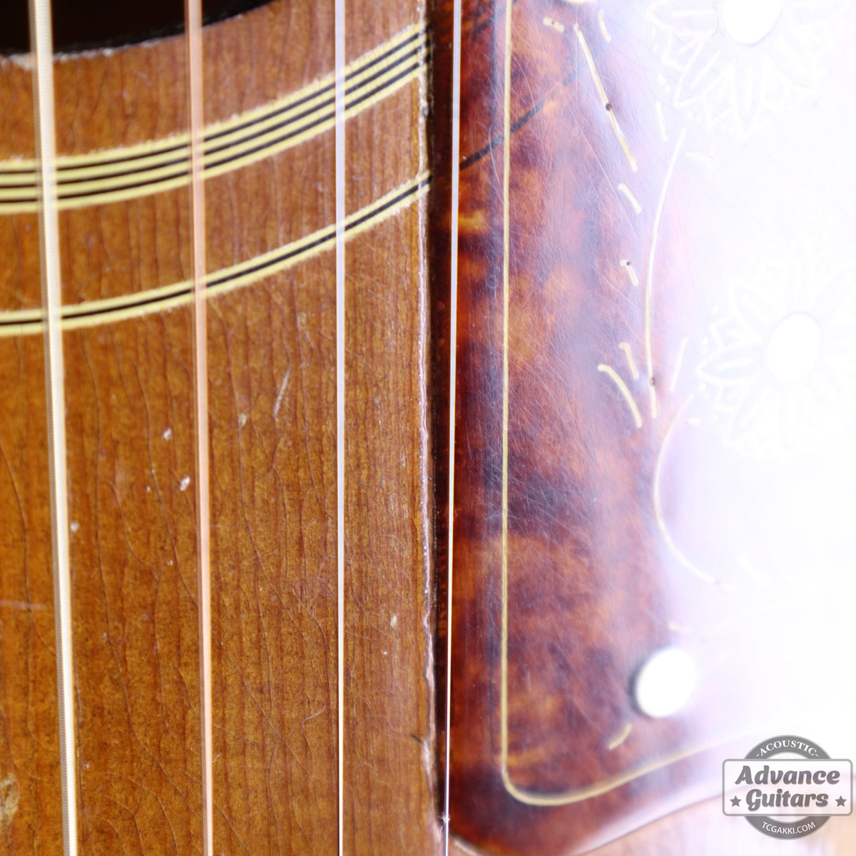Gibson 1952年製 J-200 [Shipping Free〜8/31] - TC楽器 - TCGAKKI
