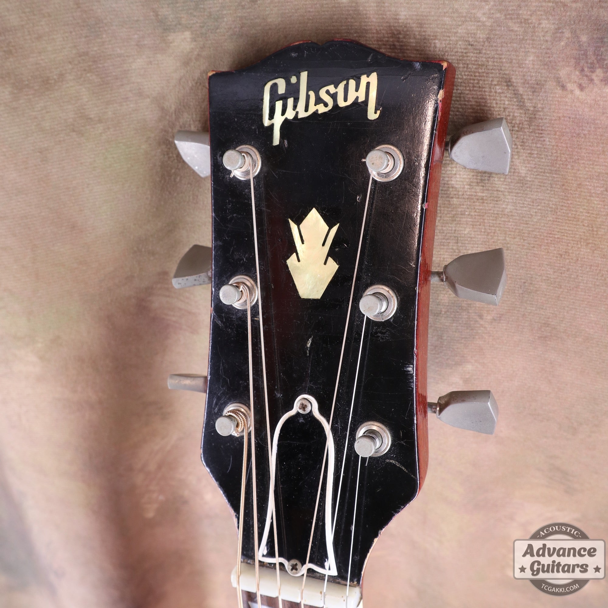 Gibson 1963年製 DOVE
