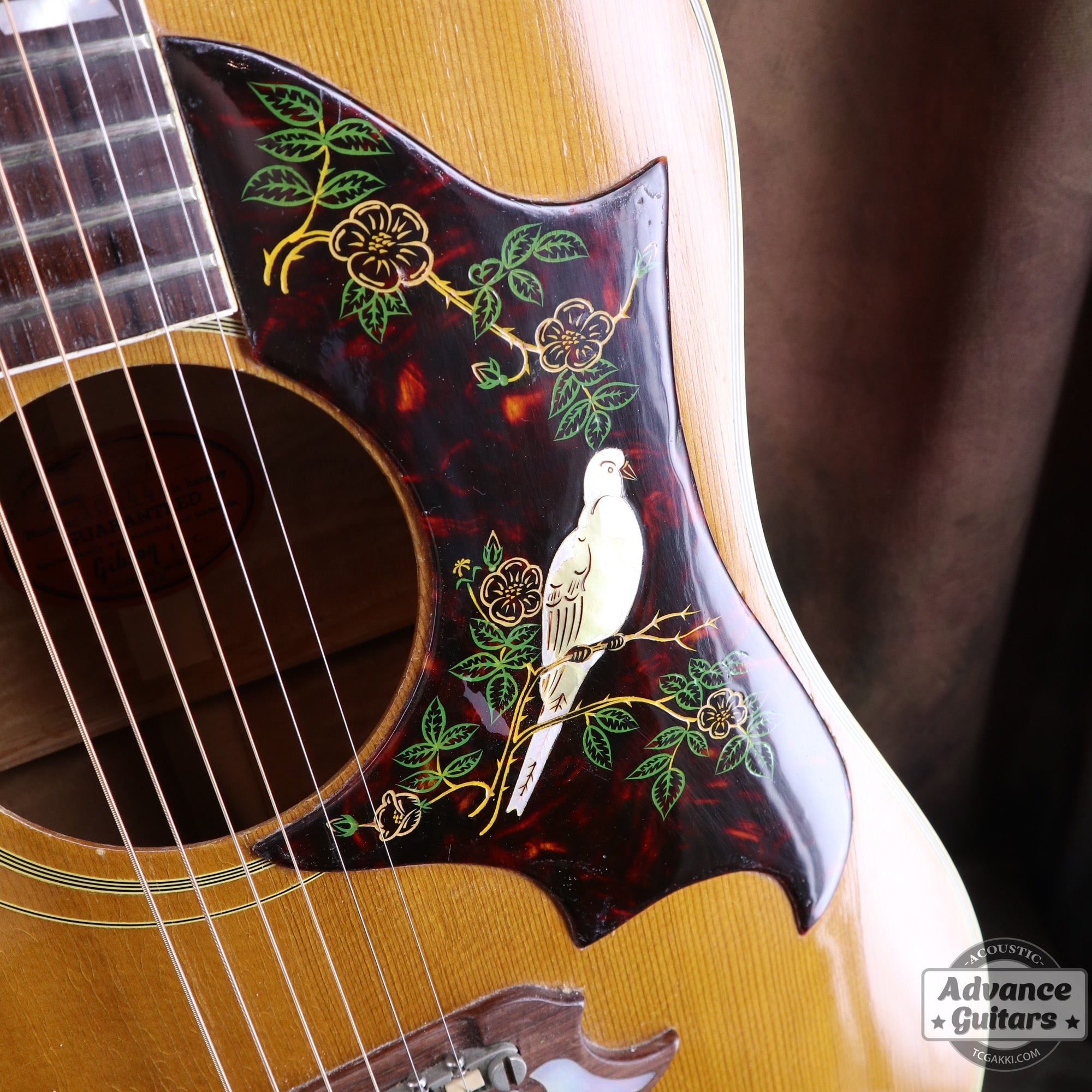 Gibson 1963年製 DOVE
